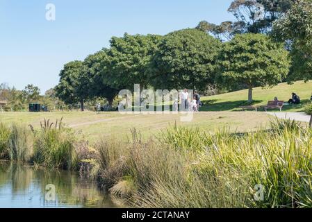 Les gens marchent le long de l'un des nombreux chemins, à côté d'une zone humide indigène dans le centre-ouest, Sydney Park à Alexandria, Sydney Australie Banque D'Images