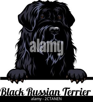 Chien de chasse - Terrier russe noir - chien de race. Image couleur d'une tête de chien isolée sur un fond blanc Illustration de Vecteur