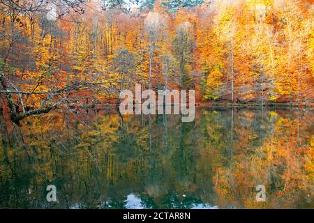 Couleurs d'automne. Feuilles mortes colorées dans le lac. Paysage magnifique. Parc naturel. Photo prise le 10 novembre 2018 Yedigoler. Bolu, Istanbul, Banque D'Images