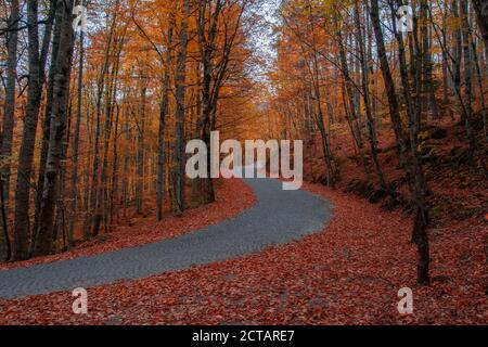 Image de feuilles colorées descendant des branches d'arbres en automne. Route de montagne asphaltée. (Yeböller). Parc national Yedigoler, Bolu, Istanbul. TUR Banque D'Images