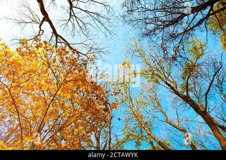 Arbres d'automne. Sommet d'arbre d'automne orange contre ciel bleu. Les arbres d'automne se branle sur fond de ciel bleu par temps ensoleillé Banque D'Images