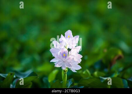 Fleur pourpre en fleurs dans la lumière du matin, jacinthe d'eau commune est en fleur flottant sur l'étang tropical. Banque D'Images