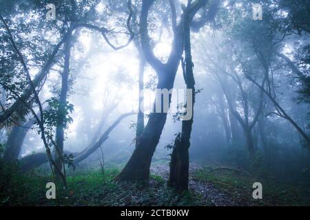 Forêt tropicale mystique dans la brume bleue, le sunbeam doux brille à travers des branches d'arbres sauvages sur des épiphytes poussant sur le tronc des arbres tropicaux. Banque D'Images