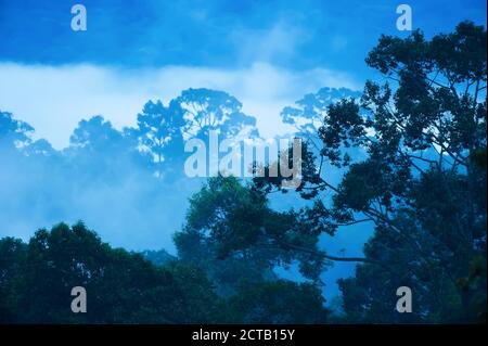 Forêt tropicale primitive mystique dans la brume bleue, silhouette du grand banyan Tree au premier plan. Parc national de Khao Yai, Thaïlande. Banque D'Images