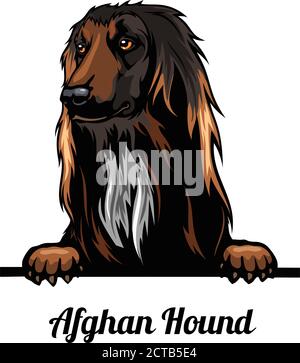 Chien d'attelage - chien courant afghan - chien de race. Image couleur d'une tête de chien isolée sur un fond blanc Illustration de Vecteur
