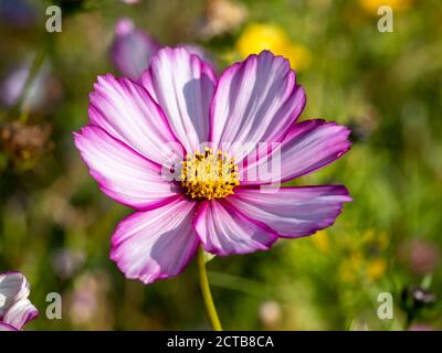 Gros plan d'une fleur Cosmos rose et blanche, Variety Candy Stripe, dans un jardin Banque D'Images