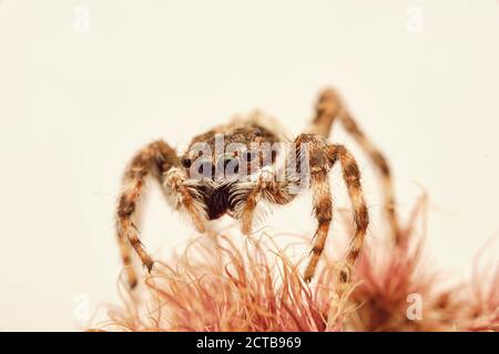 Araignée sauteuse plexippus pétersi Banque D'Images