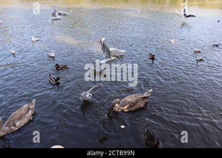 Cygnes et canards se nourrissant de pain dans le lac. Des goélands à tête noire atterrissent dans l'eau. Banque D'Images