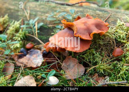 Champignons poussant sur les arbres tombés dans la forêt Banque D'Images