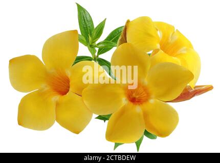 Fleur d'Allamanda ou fleur de trompette dorée isolée sur fond blanc Banque D'Images