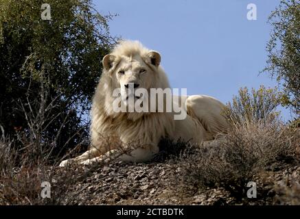 Lion blanc masculin (Panthera leo) Afrique du Sud Banque D'Images