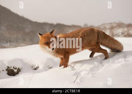 Renard sur la neige, Vulpes vulpes, Valfondillo, dans le parc national des Abruzzes Banque D'Images