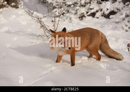 Renard sur la neige, Vulpes vulpes, Valfondillo, dans le parc national des Abruzzes Banque D'Images