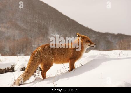 Renard sur la neige, Vulpes vulpes, Valfondillo, dans le parc national des Abruzzes Banque D'Images