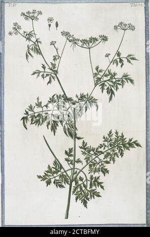 Phellandrum = Cicutaria palustris = Cicutaria aquatica. Eau dropwort, pruche d'eau à feuilles fines, image fixe, 1772 - 1793, Bonelli, Giorgio (n. 1724), Martelli, Niccoló (1735-1829 Banque D'Images