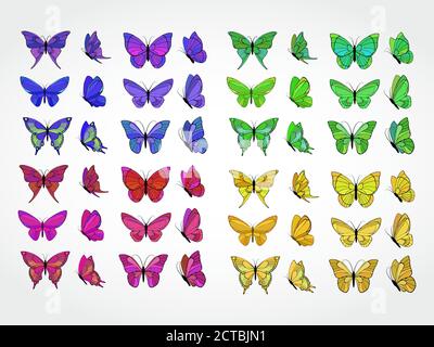 Collection vectorielle de papillons colorés Illustration de Vecteur