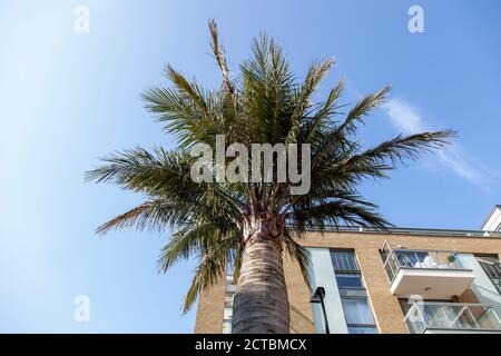 Palmier à vin chilien de cent ans (Jubaea chilensis), Packington Square, Islington, Londres Banque D'Images