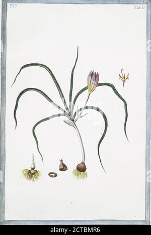 Crocus vernus, angustifolius, variegatus = Zaffrano salvatico = le Saffron sauvage. Tissu d'or; crocus à feuilles étroites; crocus à feuilles, image fixe, 1772 - 1793, Bonelli, Giorgio (b. 1724), Martelli, Niccoló (1735-1829 Banque D'Images