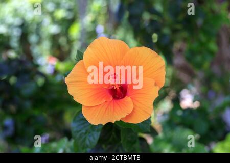 Fleurs d'hibiscus orange en plein jardin d'été, vue du dessus Banque D'Images