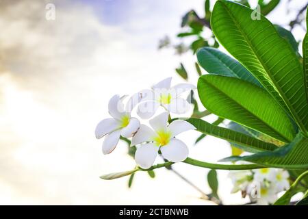 Fleurs blanches Plumeria avec des feuilles vertes poussant sur la branche d'arbre. Plante à fleurs Frangipani parfumée au coucher du soleil Banque D'Images