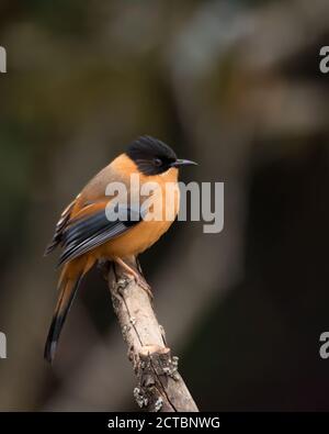 Un Sibia rufous (Heterophasia capistrata), perché sur une branche du village de Pangot - Uttarakhand, dans le nord-est de l'Inde. Banque D'Images