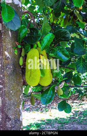 Fruit de la croissance sur l'arbre. Artocarpus heterophyllus fruits suspendus sur la branche Banque D'Images