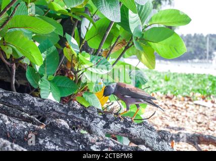 Oiseau brun Myna commun sur les racines des arbres. Acridotheres tristis ou oiseau indien de mynah Banque D'Images