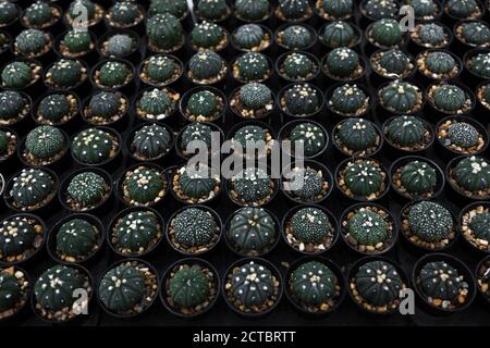 jardin intérieur de cactus de pépinière peut le faire pour vous-même Banque D'Images