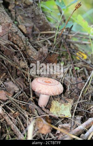 Laineux latius torminosus dans la forêt d'automne. Le champignon est comestible. Mieux adapté à la mise en conserve. Banque D'Images