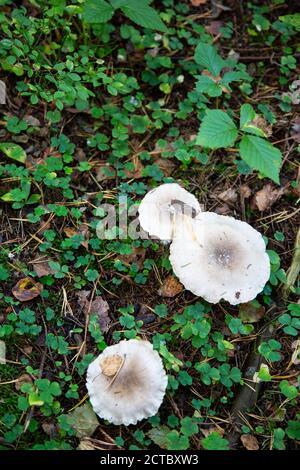 Tabouret, gros plan d'un champignon toxique dans la forêt sur sol de mousse verte Banque D'Images