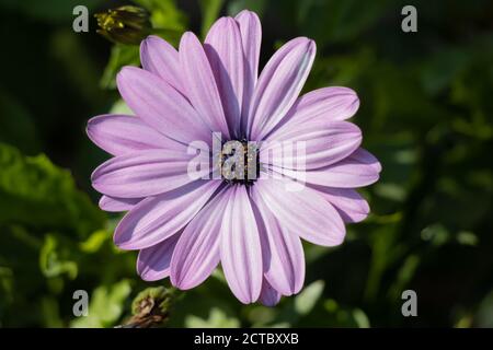 Violet Osteospermum floraison dans un jardin anglais sur le dernier jour d'été Banque D'Images