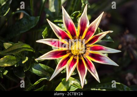 Gazania jaune et rouge fleurit dans un jardin anglais Banque D'Images