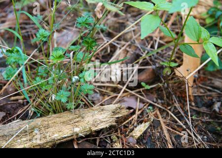 Aiguilles sèches tombées recouvrant le sol. Été dans la forêt subtropicale. Écologie forestière. Banque D'Images