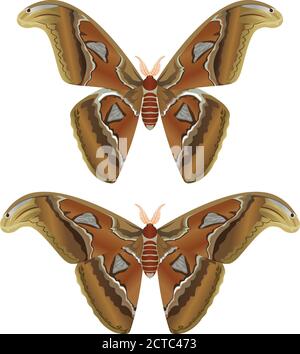 Beau grand papillon, Moth Atlas géant, Atlas Attacus - illustration vectorielle Illustration de Vecteur