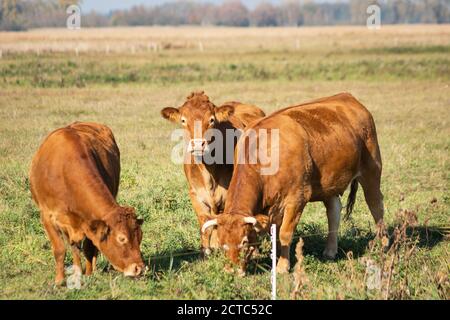 Vaches en limousine brune sur pâturage, vue de jour ensoleillée Banque D'Images