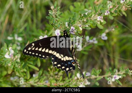 Queue de cygne noire, Papilio polyxenes, nectaring mâle de sericea Lespedeza, Lespedeza cuneata Banque D'Images