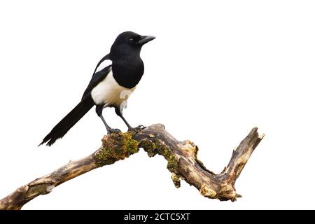 Magpie eurasienne assise sur branche isolée sur fond blanc. Banque D'Images