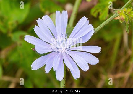 La fleur d'un chicorée (Cichorium intybus) Banque D'Images