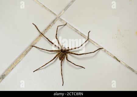 une araignée huntsman commune rampant sur le sol carrelé de la maison Banque D'Images