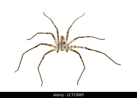 araignée huntsman courante rampant sur fond blanc Banque D'Images