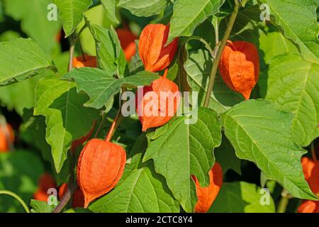 Fleur de lanterne chinoise, Physalis alkekengi, avec fruits mûrs Banque D'Images