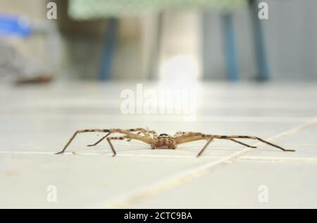 une araignée huntsman commune rampant sur le sol carrelé de la maison Banque D'Images