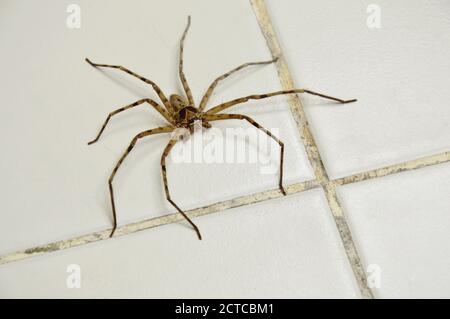 une araignée huntsman commune rampant sur le sol carrelé de la maison Banque D'Images