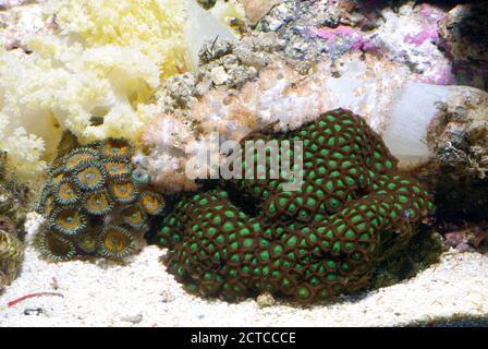 Zoanthide (Palythoa sp. ) Et le corail cérébral (Favia sp.) dans l'aquarium Banque D'Images