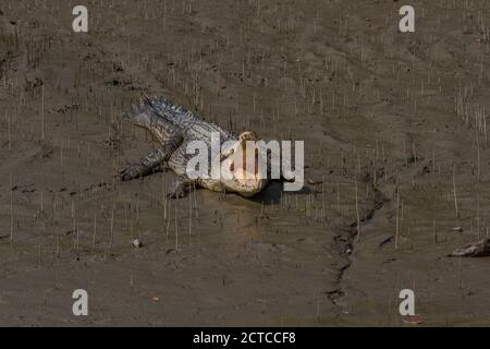 Un jeune crocodile d'eau salée se bassière à bouche ouverte sur le méplat du parc national de Sundarban, Bengale-Occidental, Inde Banque D'Images