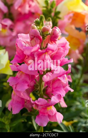 Antirrhinum majus, rose snapdragon fleurs closeup, Royaume-Uni Banque D'Images