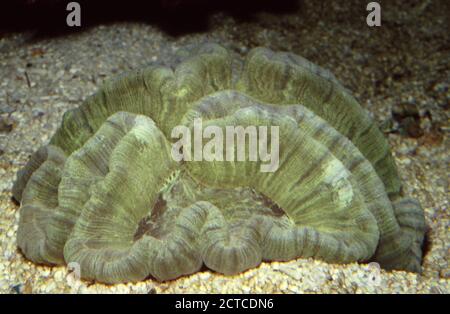 Corail à cerveau ouvert, Trachyphyllia geoffroyi Banque D'Images