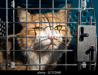 Chat triste dans la boîte de transport. Vue rapprochée. Jeune calico ou torbie chaton derrière les barres. Banque D'Images