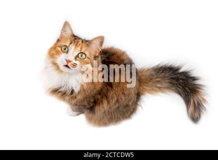Vue de dessus de chat à cheveux longs regardant vers le haut en étant assis. Un regard attentif sur quelque chose. chat féminin multicolore de 1 an à fourrure super moelleuse. CAL Banque D'Images