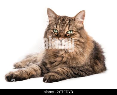 Chat tabby à cheveux longs avec de beaux yeux verts et de longs whiskers, allongé sur le côté. Chat senior décontracté (du 5 au 14 ans) regardant la caméra. Portrait du corps entier. Banque D'Images